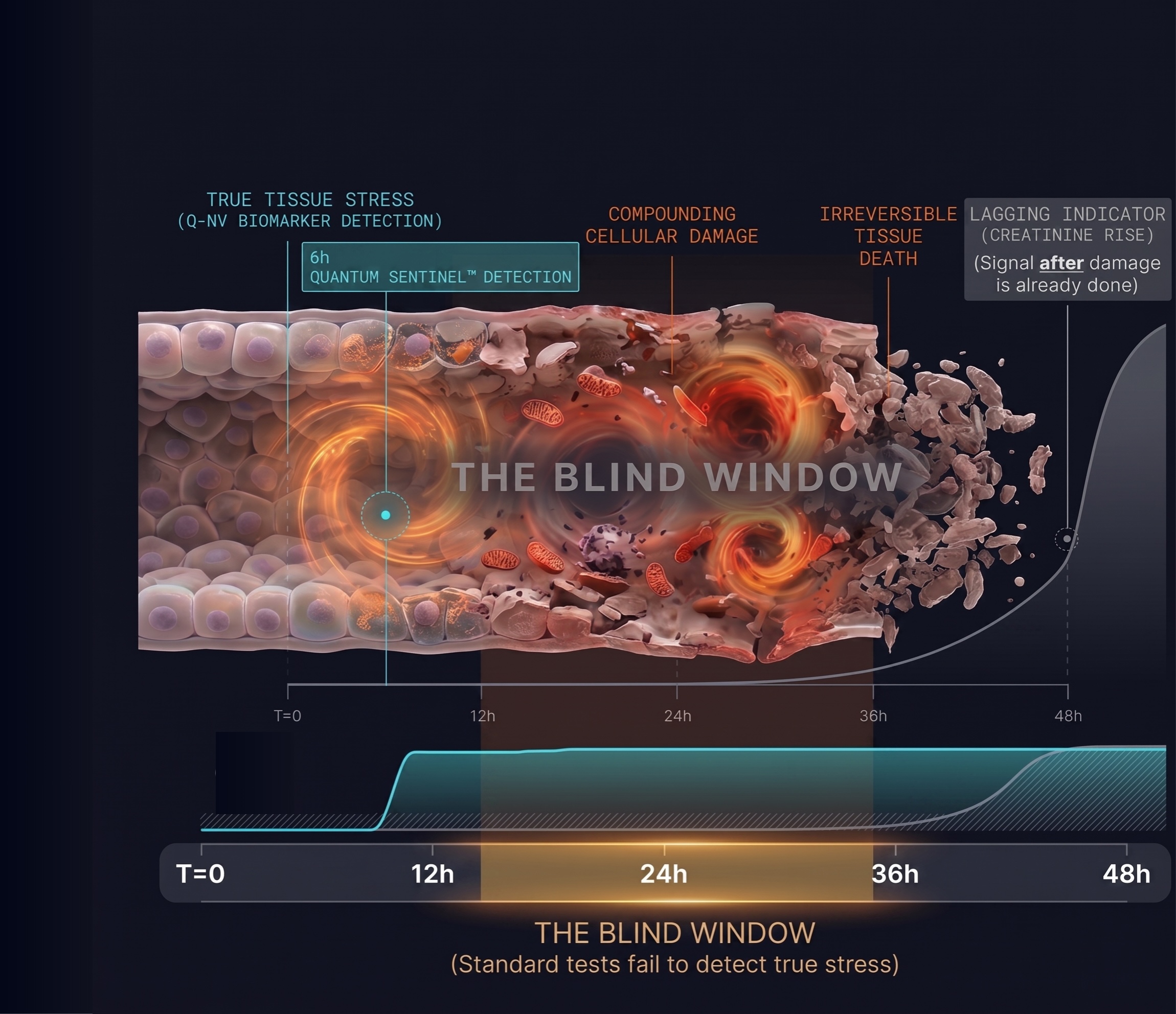 Surgical Acute Kidney Injury 48-Hour Diagnostic Blind Window Timeline